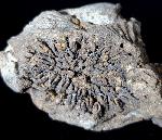 Pleurodictyum problematicum GOLDFUSS 1829 - Bild © FossNet FossilienStore